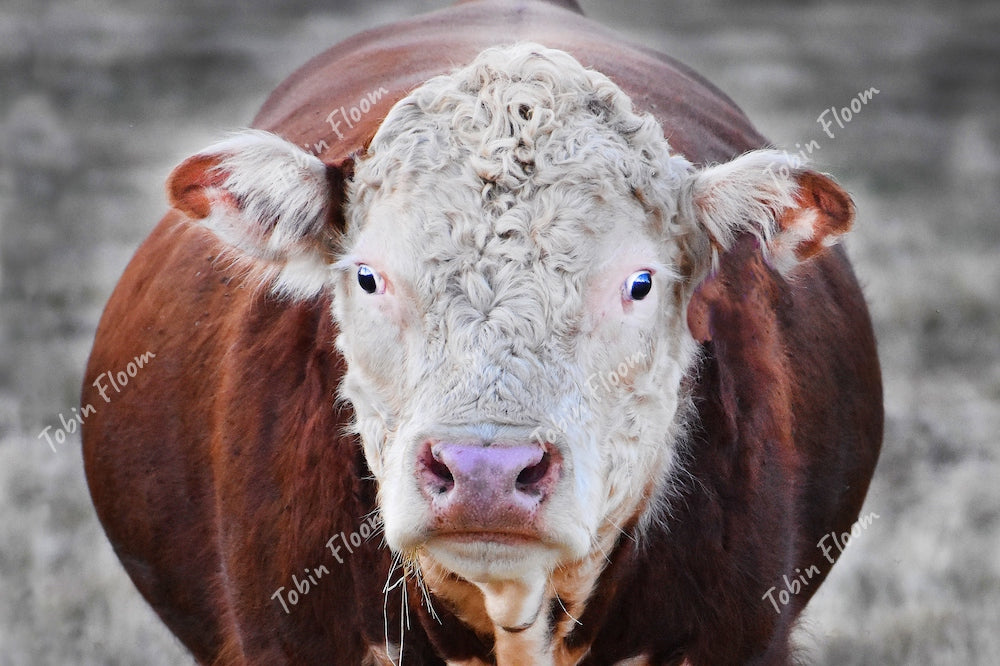 Animals Cow Brown TOBIN FLOOM PHOTOGRAPHY animals-cow-brown-tobin-floom-photography