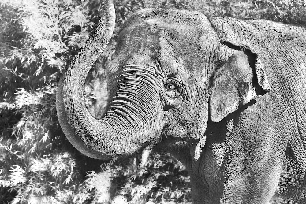 Animals: Elephant BW