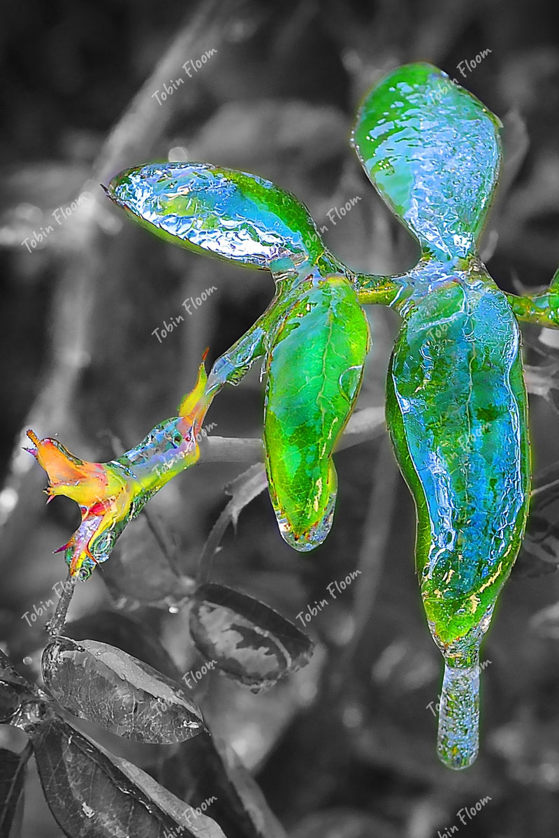 Nature – TOBIN FLOOM PHOTOGRAPHY