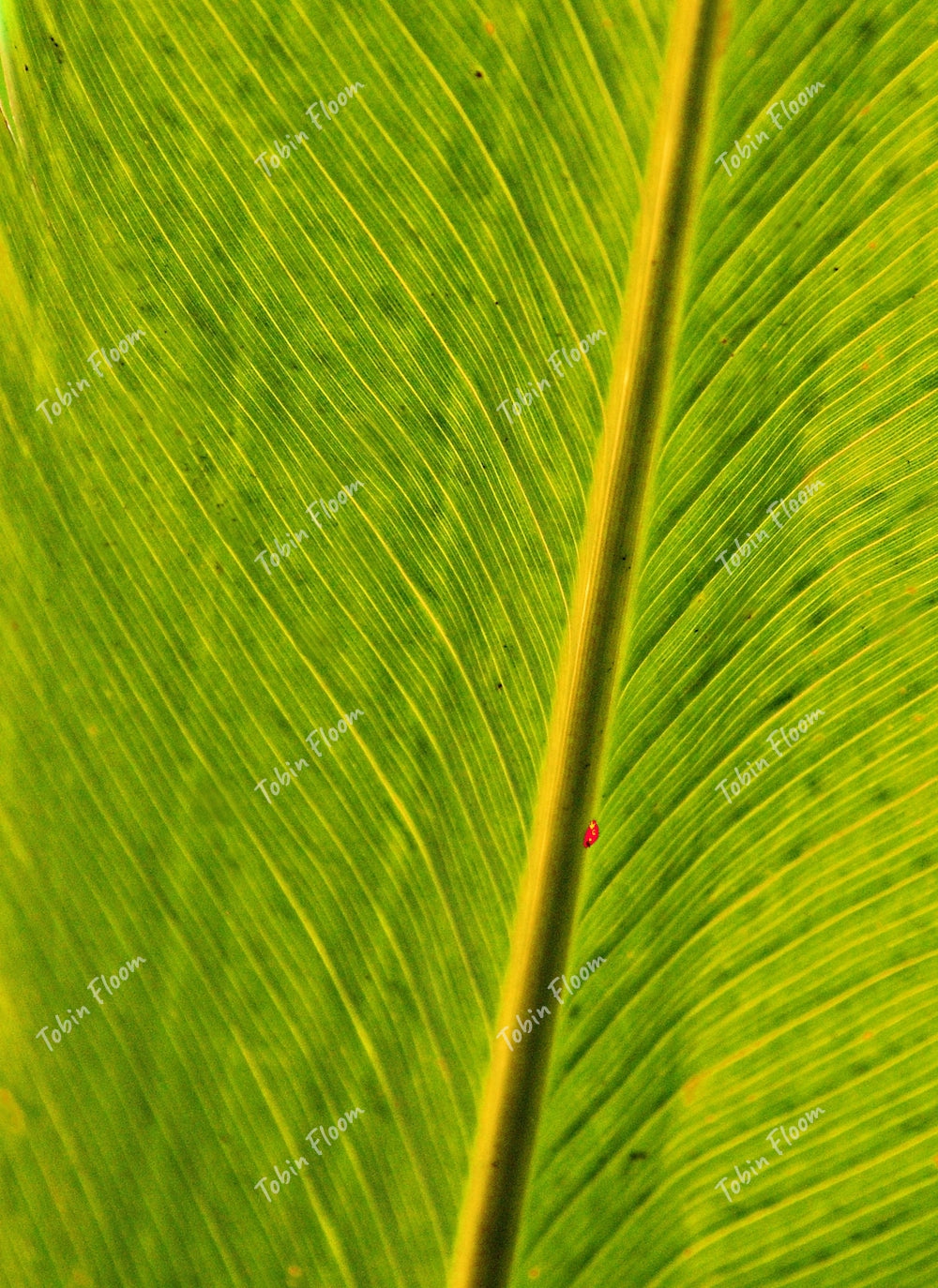 Palm Leaf