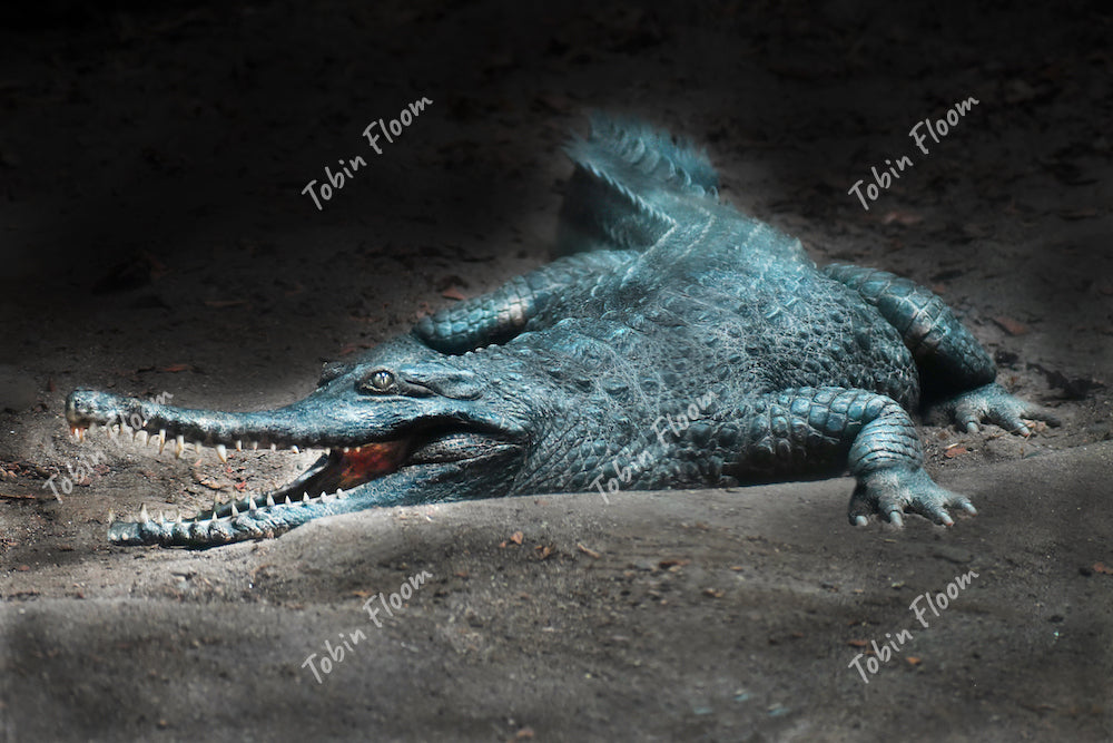 Animals: Hungry crocodile