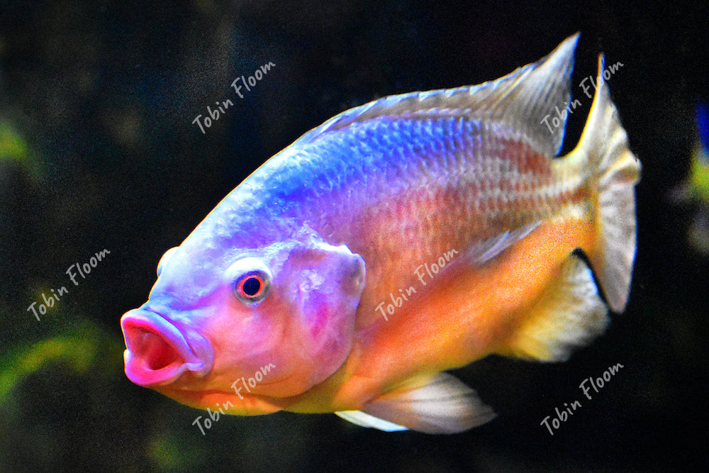 Animals: Rainbow fish
