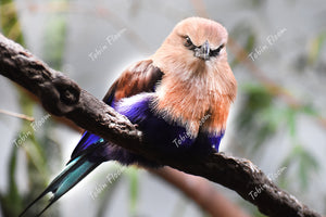 Animals: Beautiful bird