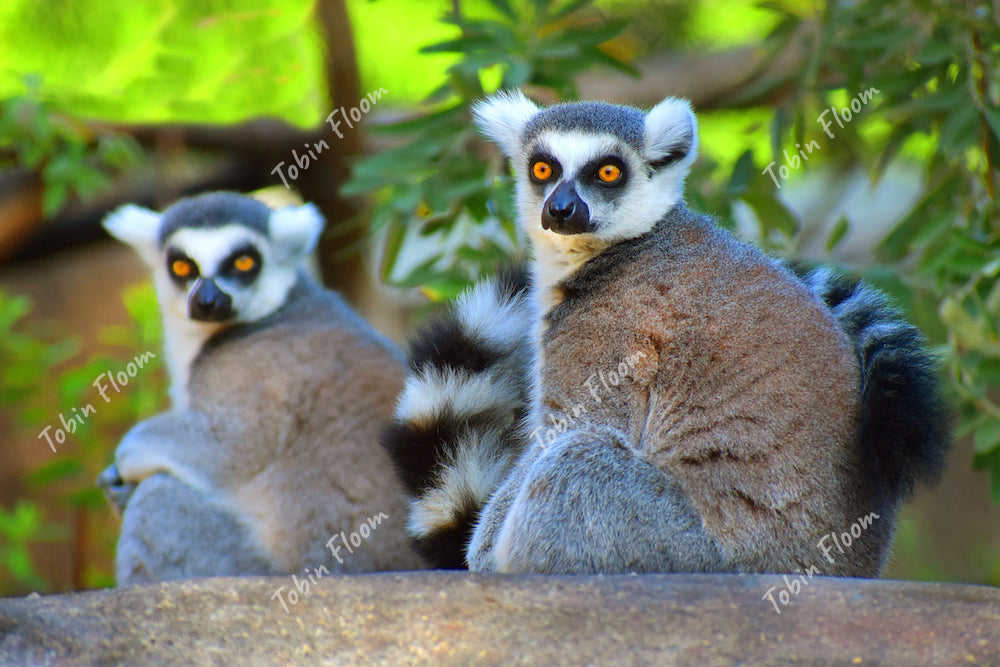 Animals:  Ring-tailed lemur