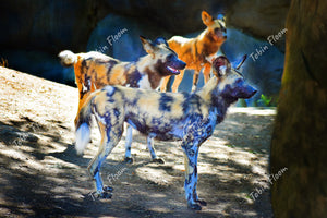 Animals:  African wild dogs