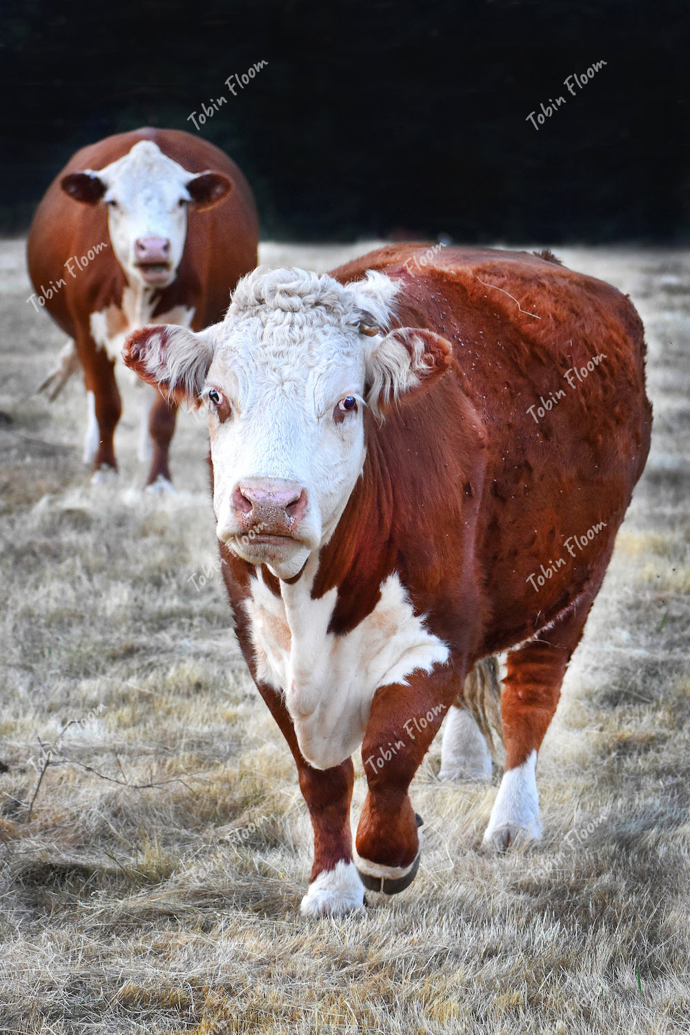 Animals: Busy cows