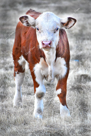 Animals: A little calf