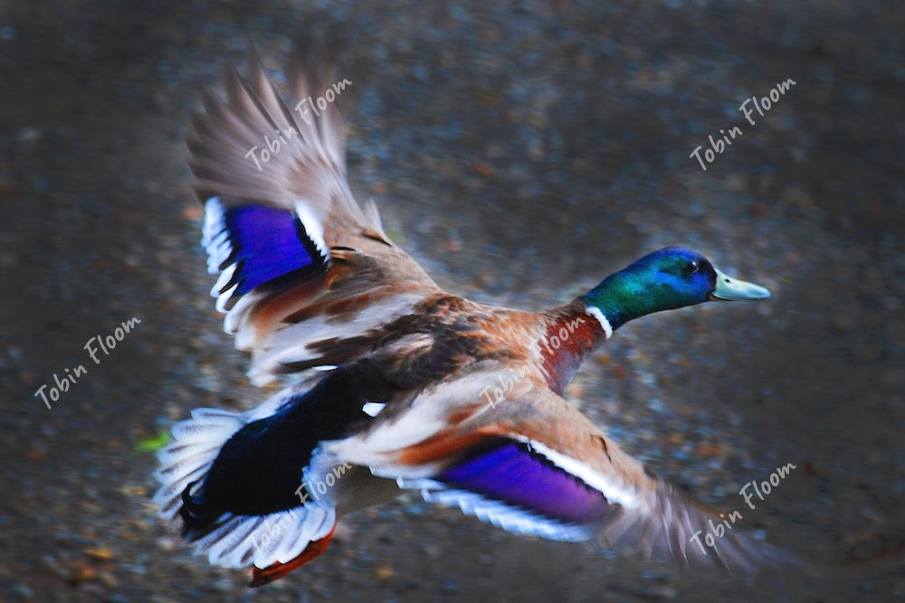 Duck in Flight