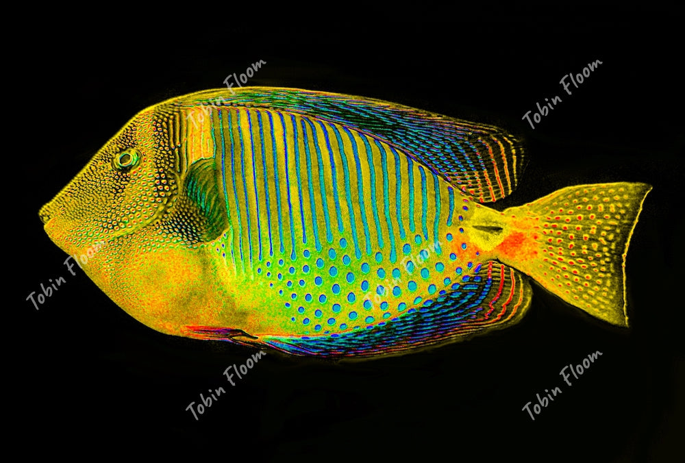 Fish Yellowtail