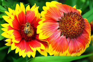 Floral Bee