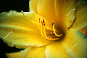 Floral Yellow