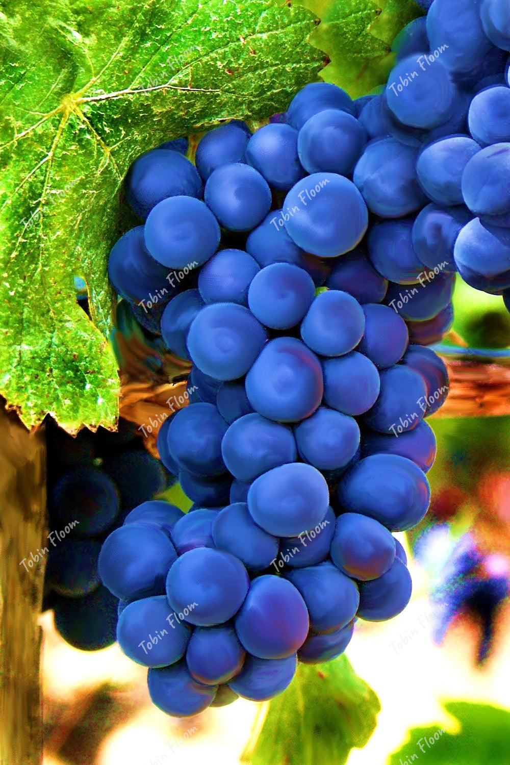 Grapes on a Vine