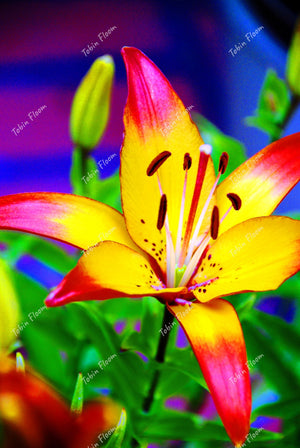 Lily Orange