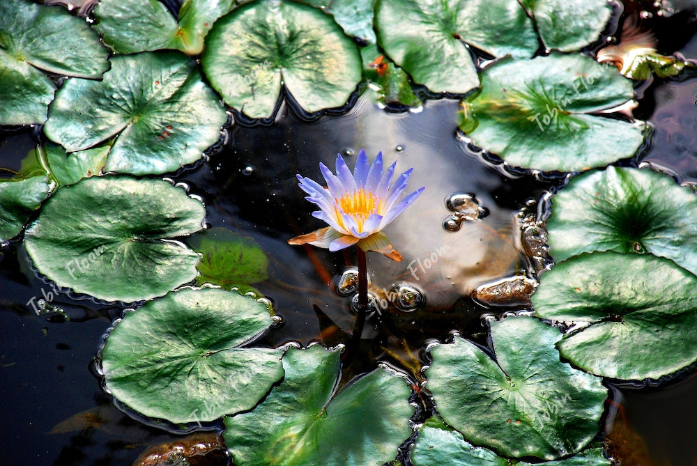 Lily Pad