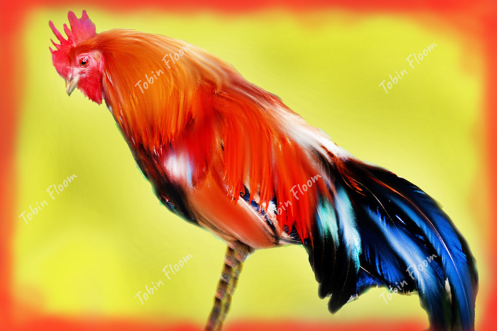 Rooster Yellow red