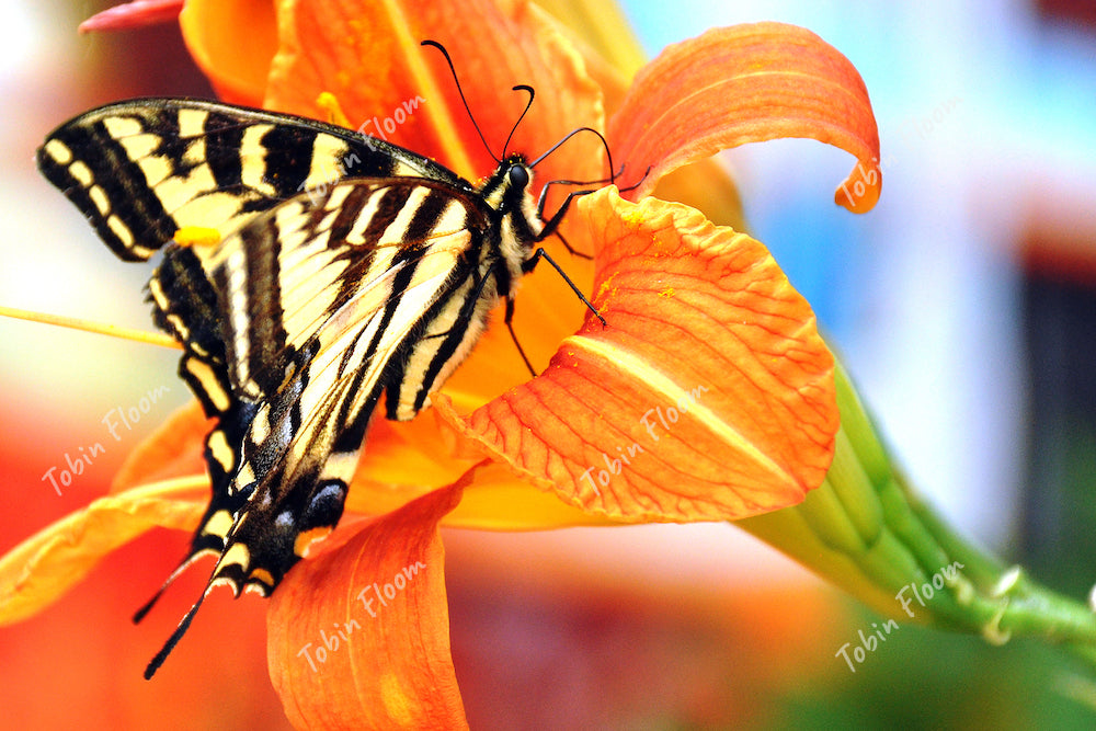 Swallowtail