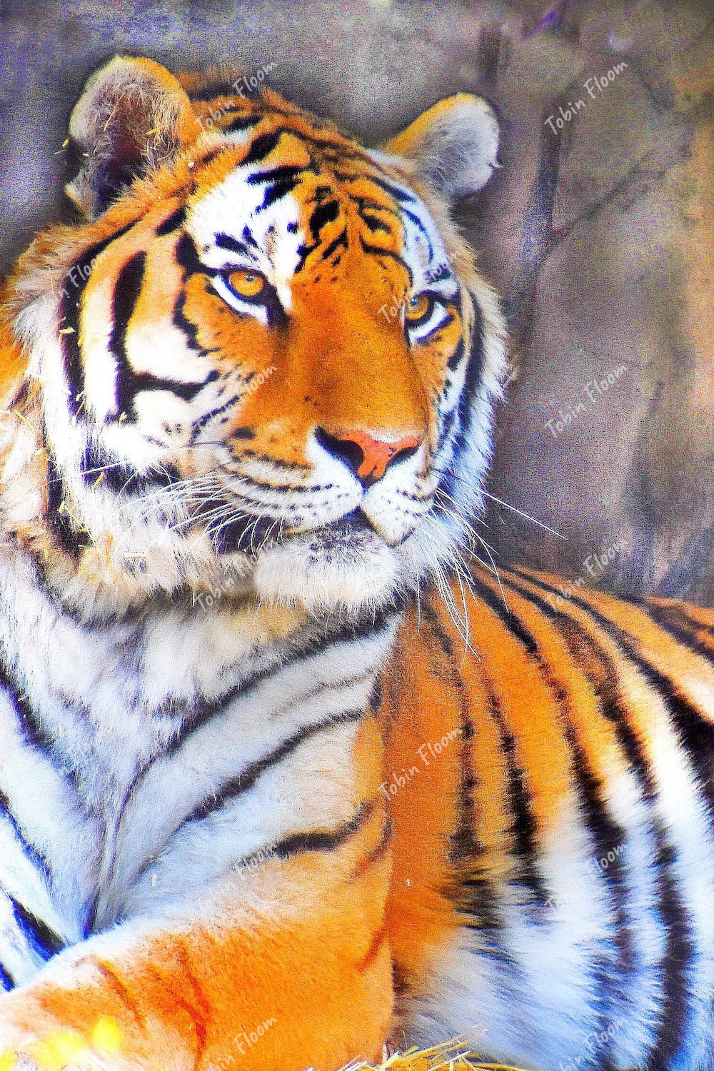 TIGER 2