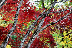 Trees