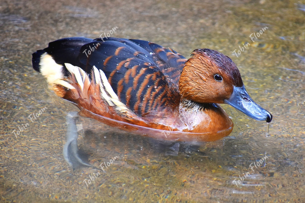 Animals: Happy duck