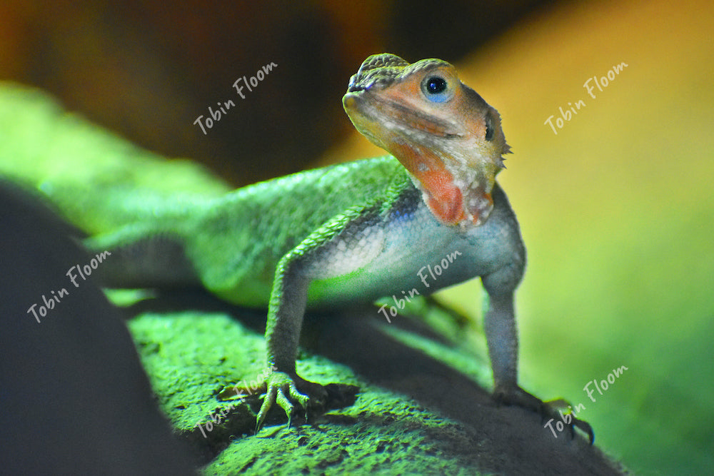 Animals: Lizard in green