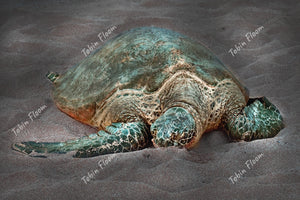 Animals: Turtle in sand