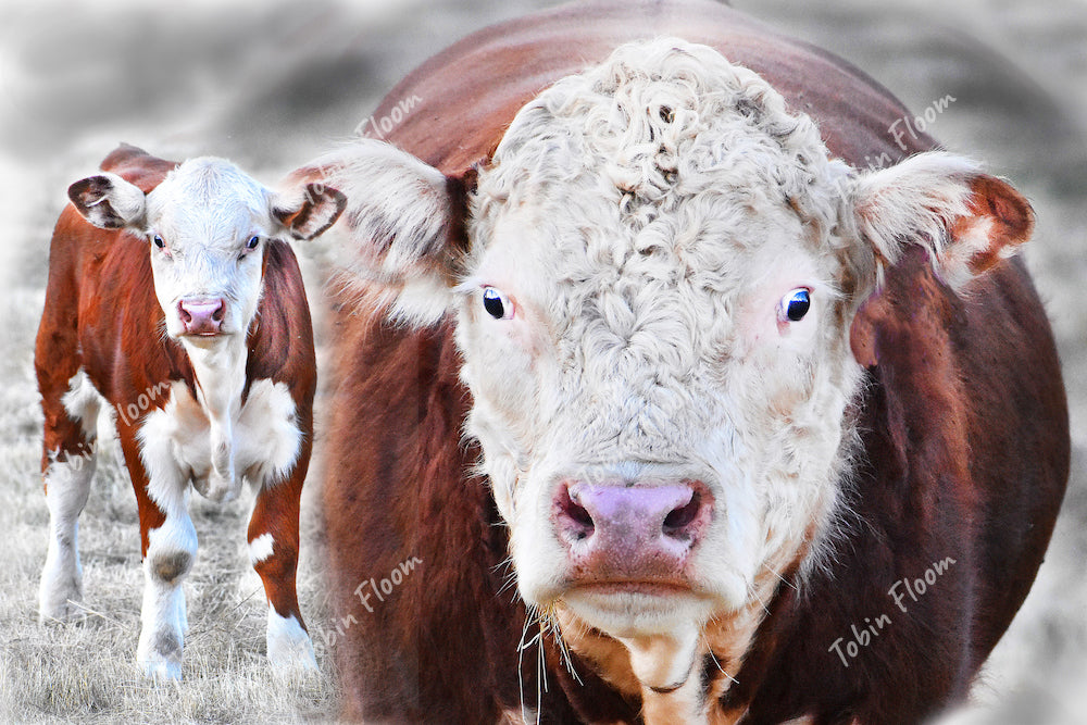 Animals: Mama cow