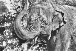 Animals: Elephant BW
