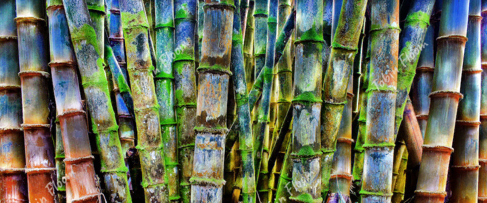 Bamboo green wide
