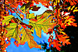 Blue sky fall leaves