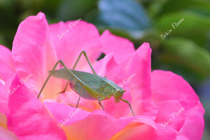 Bug