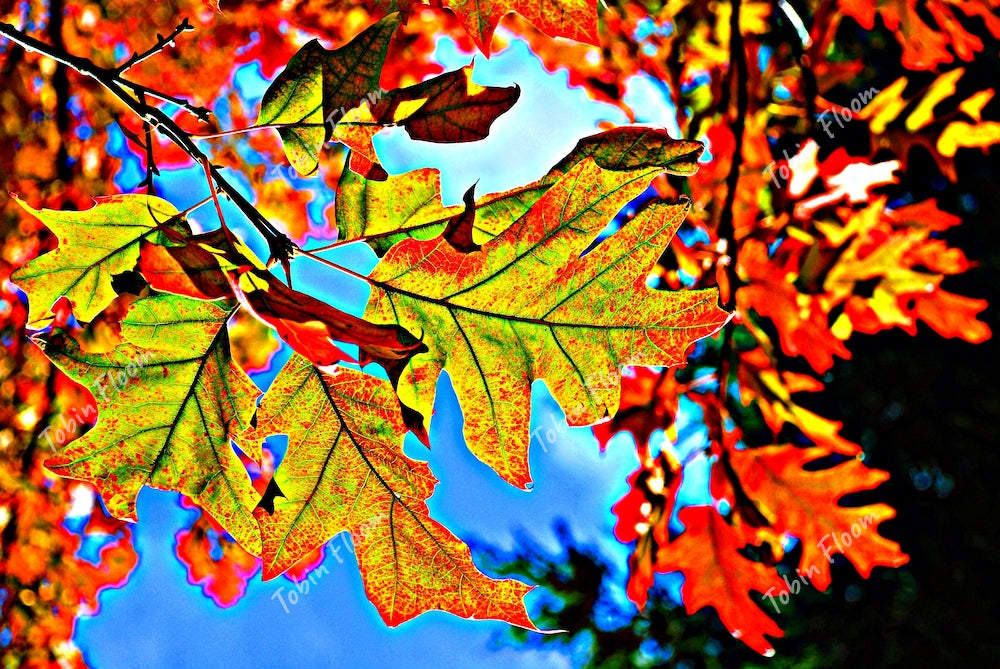Fall leaves blue sky