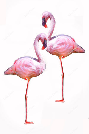 Flamingo twins