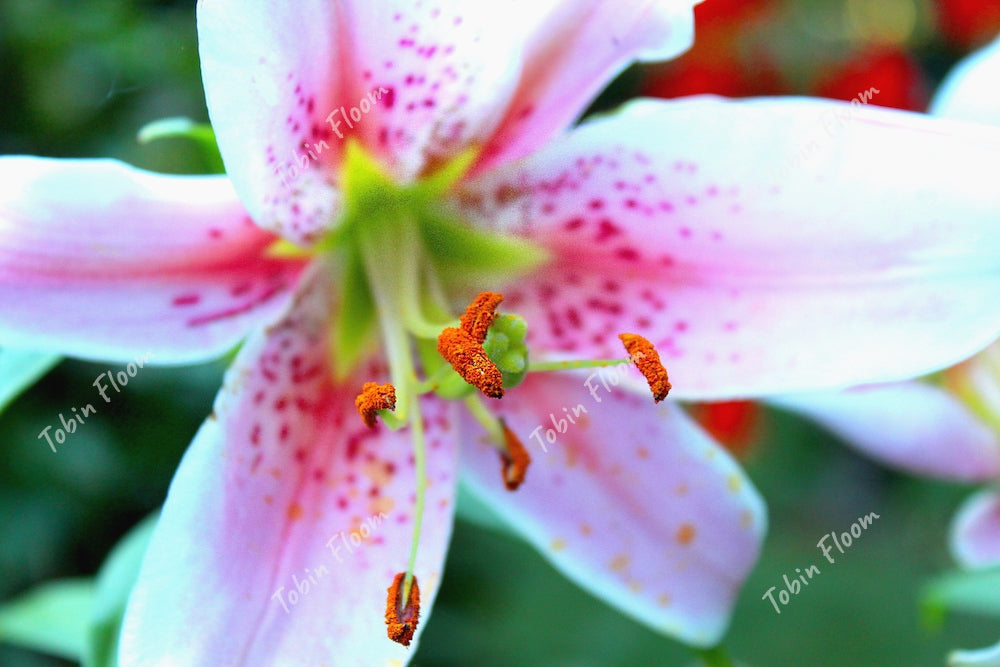 Floral: Pink tenderness