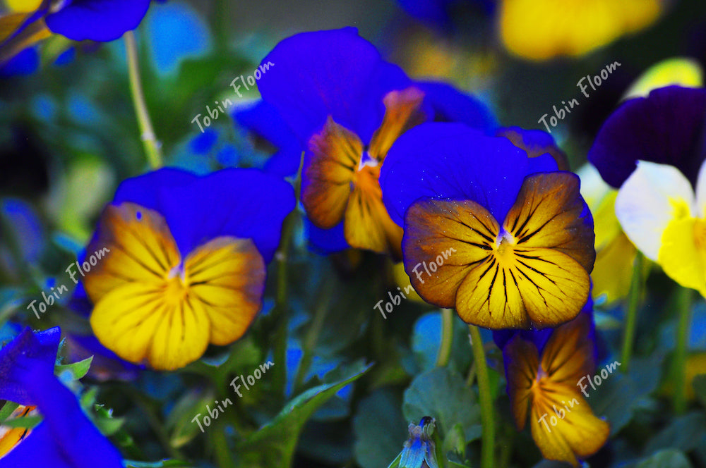 Floral: Blue and yellow