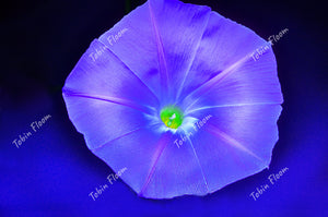 Floral violet