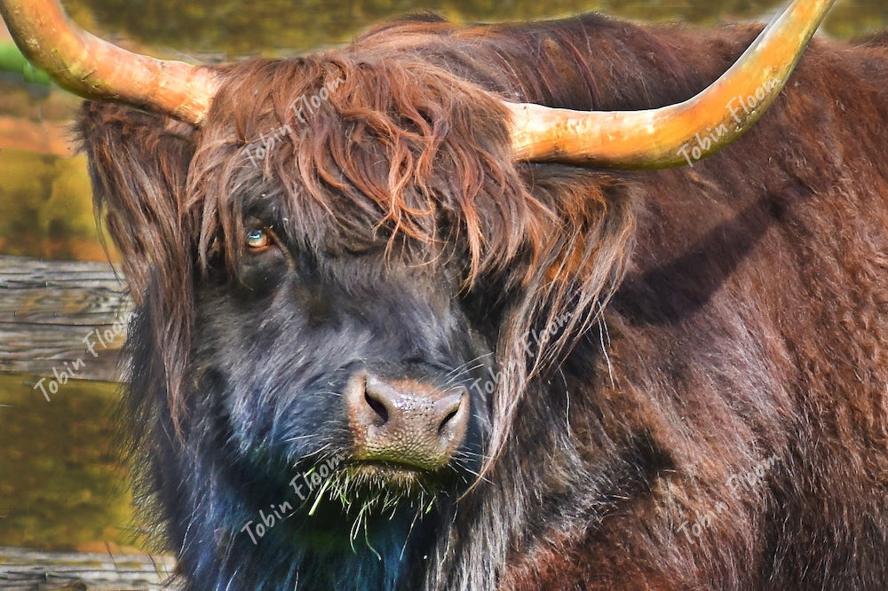 Highland cow close