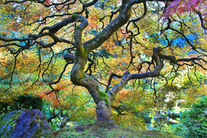 Japanese maple autumn green