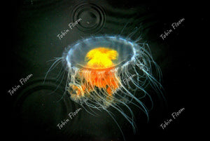 Jellyfish blacker