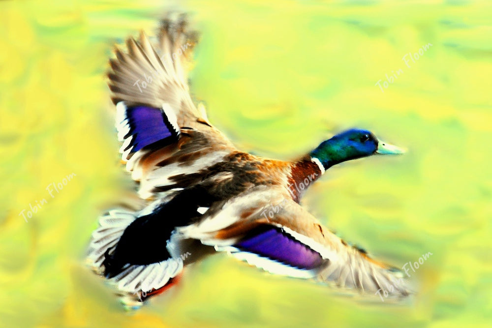 Mallard full