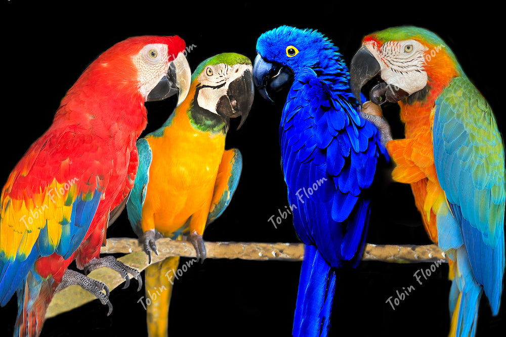 Parrot family
