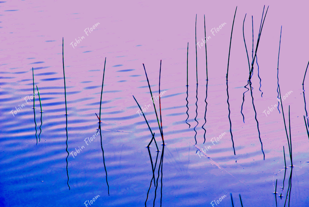 Reeds