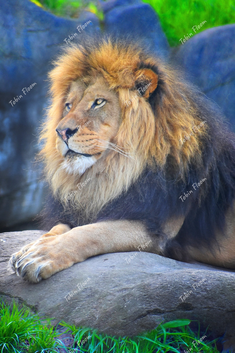 The king