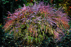 The perfect bush